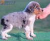 Australian Shepherd Azul Mirlo Tricolor Hembra #190H62379.jpg