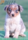Australian Shepherd Azul Mirlo Tricolor Hembra #190H62380.jpg