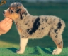 Australian Shepherd Azul Mirlo Tricolor Macho #190M22387.jpg