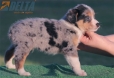Australian Shepherd Azul Mirlo Tricolor Macho #190M22388.jpg