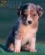 Australian Shepherd Azul Mirlo Tricolor Macho #190M22389.jpg