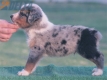 Australian Shepherd Azul Mirlo Tricolor Macho #190M42392.jpg