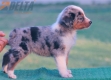 Australian Shepherd Azul Mirlo Tricolor Macho #190M42393.jpg