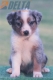 Australian Shepherd Azul Mirlo Tricolor Macho #190M42394.jpg