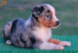 Australian Shepherd Azul Mirlo Tricolor Macho #190M42395.jpg