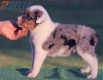 Australian Shepherd Azul Mirlo Tricolor Macho #190M52397.jpg