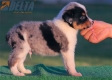 Australian Shepherd Azul Mirlo Tricolor Macho #190M52398.jpg