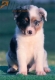 Australian Shepherd Azul Mirlo Tricolor Macho #190M52399.jpg