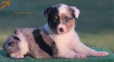 Australian Shepherd Azul Mirlo Tricolor Macho #190M52400.jpg