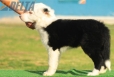 Border Collie Negro Bicolor Hembra #193H22402.jpg