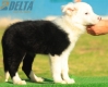 Border Collie Negro Bicolor Hembra #193H22403.jpg