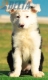 Border Collie Negro Bicolor Hembra #193H22404.jpg