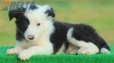 Border Collie Negro Bicolor Hembra #193H12405.jpg