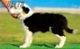 Border Collie Negro Bicolor Hembra #193H12406.jpg