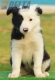 Border Collie Negro Bicolor Hembra #193H12408.jpg