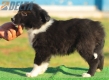 Border Collie Negro Bicolor Macho #194M12414.jpg
