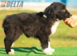 Border Collie Negro Bicolor Macho #194M12415.jpg