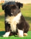 Border Collie Negro Bicolor Macho #194M12416.jpg