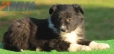 Border Collie Negro Bicolor Macho #194M22418.jpg