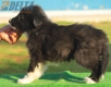 Border Collie Negro Bicolor Macho #194M22419.jpg
