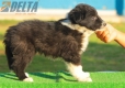 Border Collie Negro Bicolor Macho #194M22420.jpg