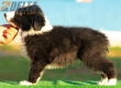 Border Collie Negro Bicolor Macho #194M42422.jpg