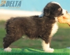 Border Collie Negro Bicolor Macho #194M42423.jpg