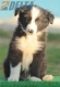 Border Collie Negro Bicolor Macho #194M42424.jpg