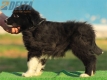Border Collie Negro Bicolor Hembra #194H62426.jpg