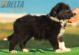Border Collie Negro Bicolor Hembra #194H62427.jpg