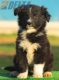 Border Collie Negro Bicolor Hembra #194H62428.jpg
