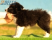 Border Collie Negro Bicolor Macho #194M52430.jpg