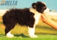 Border Collie Negro Bicolor Macho #194M52431.jpg