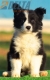 Border Collie Negro Bicolor Macho #194M52432.jpg