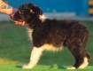 Border Collie Negro Bicolor Macho #195M62434.jpg