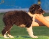 Border Collie Negro Bicolor Macho #195M62435.jpg
