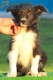Border Collie Negro Bicolor Macho #195M62436.jpg
