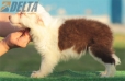 Border Collie Rojo Bicolor Hembra #187H12438.jpg