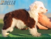 Border Collie Rojo Bicolor Hembra #187H12439.jpg