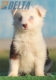 Border Collie Rojo Bicolor Hembra #187H12440.jpg
