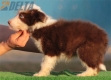 Border Collie Rojo Bicolor Macho #187M22442.jpg
