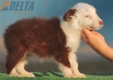Border Collie Rojo Bicolor Macho #187M22443.jpg