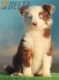 Border Collie Rojo Bicolor Macho #187M22444.jpg