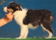 Border Collie Negro Tricolor Hembra #195H12446.jpg