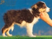 Border Collie Negro Tricolor Hembra #195H12447.jpg