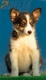 Border Collie Negro Tricolor Hembra #195H12448.jpg