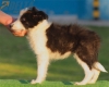 Border Collie Negro Bicolor Hembra #195H72450.jpg
