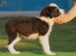 Border Collie Negro Bicolor Hembra #195H72451.jpg
