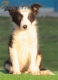 Border Collie Negro Bicolor Hembra #195H72452.jpg