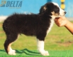 Border Collie Negro Tricolor Hembra #196H12454.jpg